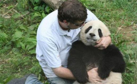 ​躺着和熊猫宝宝对视是一种什么样的感受？