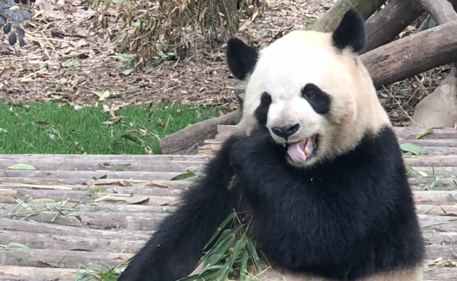 ​第一次见液体大熊猫 熊猫也爱偷懒吗？