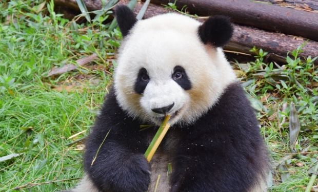 大熊猫萌兰边享受水雾边干饭 萌兰有多惬意？
