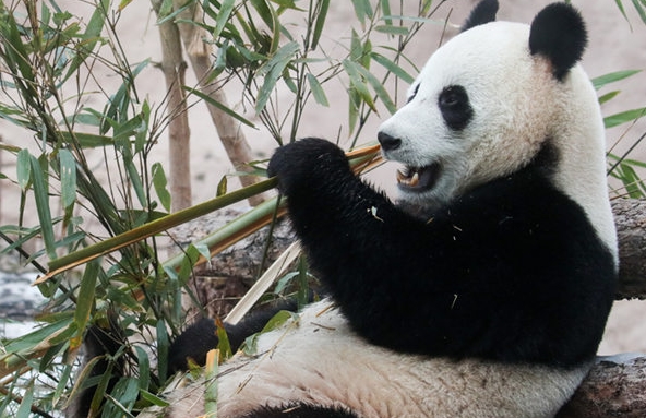 旅俄大熊猫被“羡慕围观”涨粉无数 在俄的生活如何？