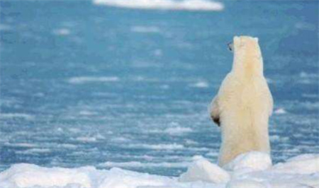 ​北冰洋或比预期前出现无冰之夏 地球变暖的原因是什么