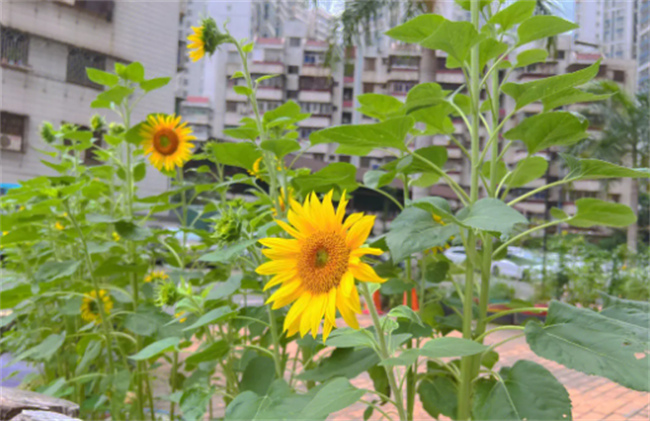 ​向日葵什么时候开花 向日葵10月份开花吗