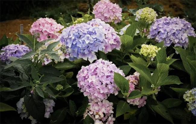 绣球花花语是什么意思 绣球花适合送给什么人