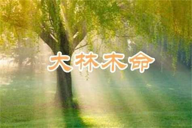 大林木命什么意思好还是不好