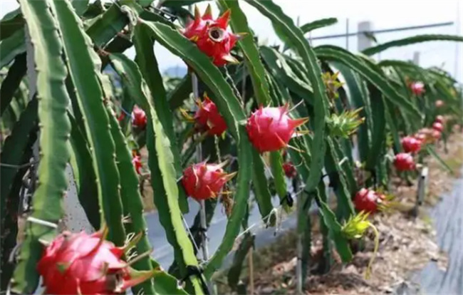 ​火龙果是仙人掌的果实吗 火龙果是什么植物的果实