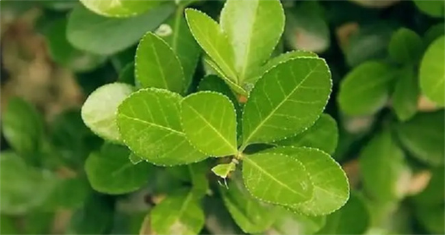 ​树叶的作用是什么 叶子对大自然作用