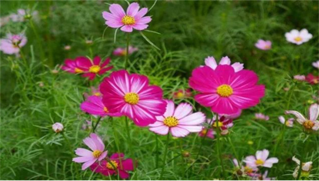 格桑花花语是什么 格桑花花语象征着什么