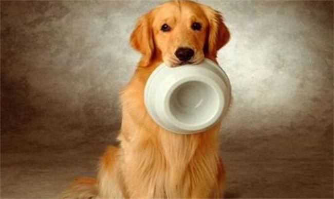 ​狗狗吃什么有营养，狗狗禁止吃哪些食物