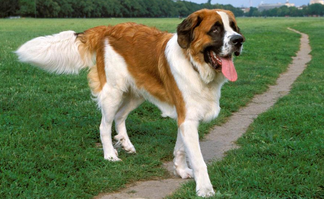 ​圣伯纳犬的性格怎么样，适合家养吗
