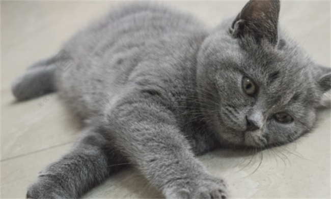 蓝猫的性格是什么样的，喂养方式有哪些