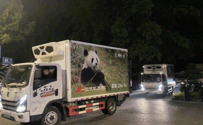 哪两只大熊猫去往西班牙，租期多久