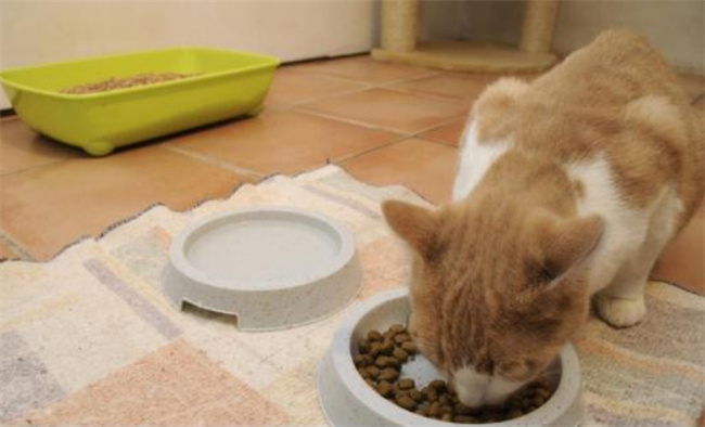 科学养猫要注意哪几样事情，怎么养宠物猫