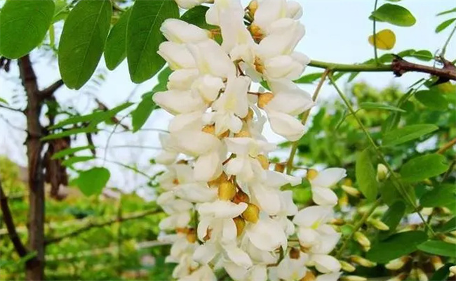 刚怀孕的孕妇能吃槐花吗，孕妇可以吃槐花吗