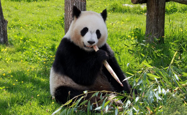 大熊猫吃的竹子哪里来，吃剩的竹子去哪了
