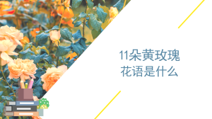 11朵黄玫瑰花语是什么