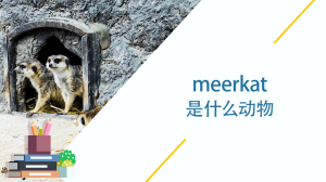 meerkat是什么动物