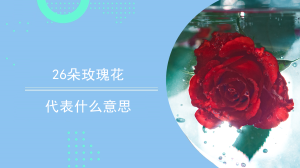 26朵玫瑰花代表什么意思