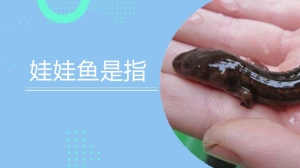 娃娃鱼是指什么鱼