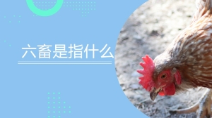 六畜是指什么