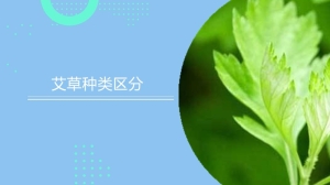 艾草种类怎么区分