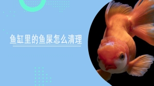 鱼缸里的鱼屎怎么清理