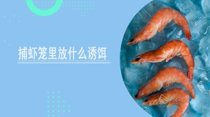 捕虾笼里放什么诱饵