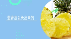 菠萝怎么长出来的