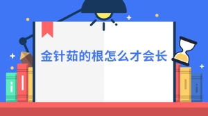 金针茹的根怎么才会长