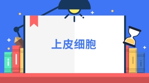 上皮细胞是什么