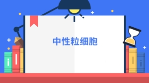 中性粒细胞是什么