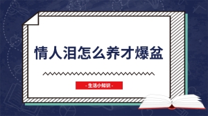 情人泪怎么养才爆盆