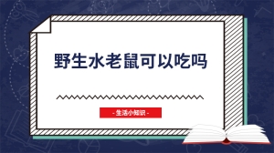 野生水老鼠可以吃吗