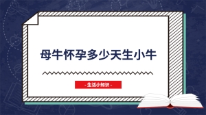 母牛怀孕多少天生小牛