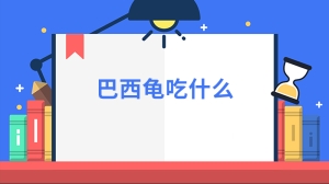 巴西龟吃什么