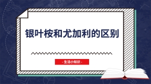 银叶桉和尤加利的区别