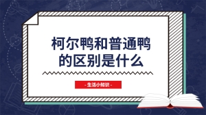 柯尔鸭和普通鸭的区别是什么