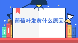 葡萄叶发黄什么原因