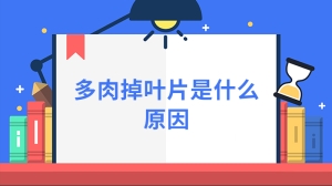 多肉掉叶片是什么原因