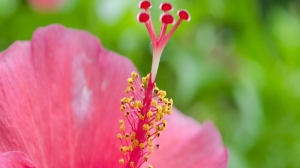 朱槿花和扶桑花的区别是什么