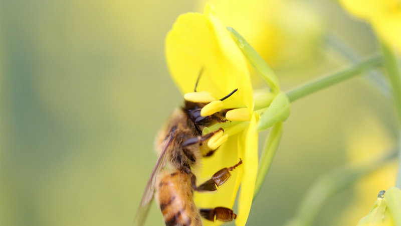 蜜蜂和马蜂的区别有哪些