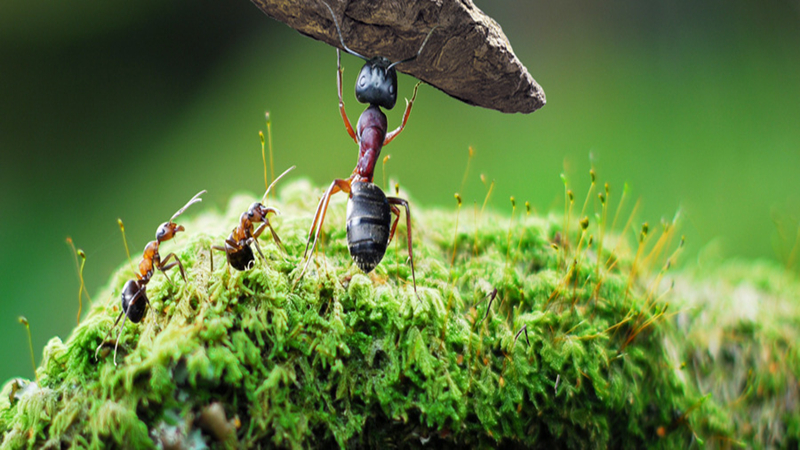 蚂蚁森林可以自动收取能量吗