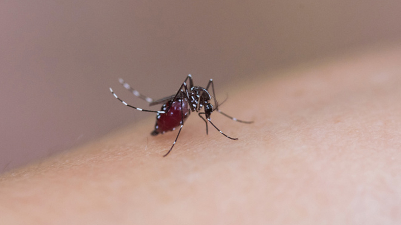 公蚊子和母蚊子的区别