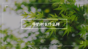 牛奶树长什么样