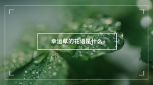 幸运草的花语是什么