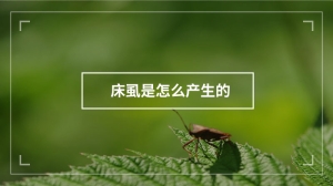 床虱是怎么产生的