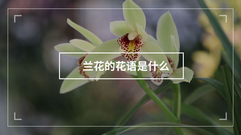 兰花的花语是什么