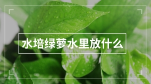 水培绿萝水里放什么