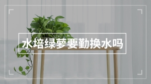 水培绿萝要勤换水吗