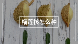 榴莲核怎么种