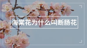 海棠花为什么叫断肠花